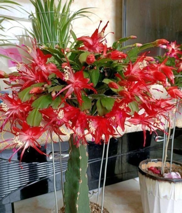 15种耐阴花,室内光照不足,照样花开不断!