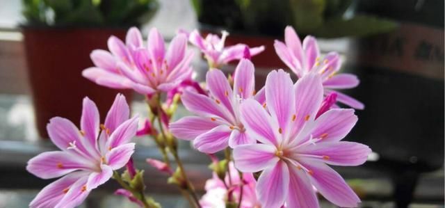 吊兰|最会开花的多肉,一年开3季,好养似吊兰