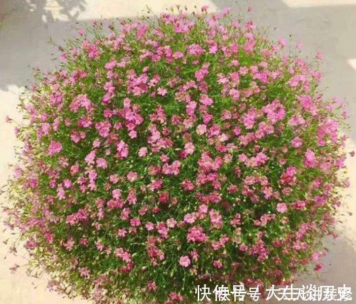 4种花超漂亮，旺财又养人，吉祥富贵，红红火火好运来！