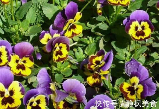 超哥|三色堇花开“颜色暗”赶紧抹点“它”，叶片油亮、花儿红艳艳