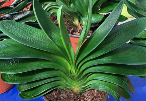 养君子兰没那么难,只用一土一肥一环境,就能自然长得好