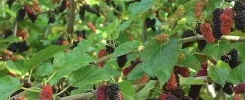 桑葚|它是子宫天然“清洁工”，月经走后吃点，排净卵巢毒素，滋养子宫