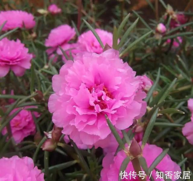 爆盆|养花技巧:折腾不死的25种花,咋养都爆盆,懒人最适合