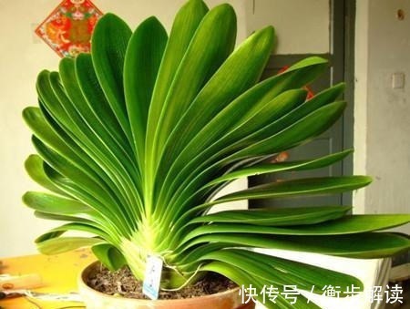 花盆|养君子兰,花盆里埋上10粒它,3个月蹿出4片新叶,开花50朵