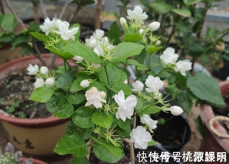 好养的花卉就是茉莉花,但是想要夏季开不停,要做好四喜一勤