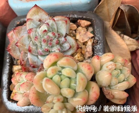 花盆|什么是“控养”?少浇水就是控养?大错特错,控养指的是整体