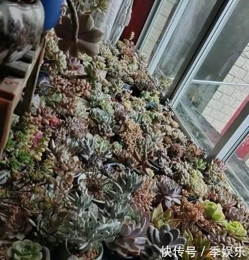 多肉摆满了阳台,1盆都放不下了,赶紧处理掉,多肉多了也头疼