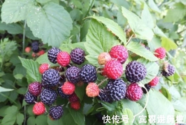 树苗|养花不如栽果树，试试种几款果树，果子大又甜