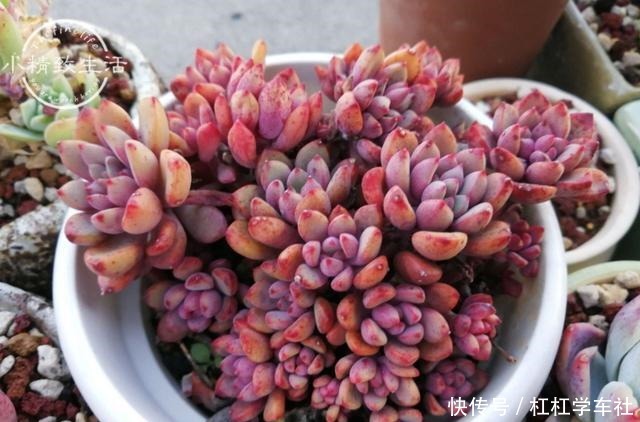 养多肉要会控水,注意6点,1个小技巧,肉肉不用施肥也很胖!