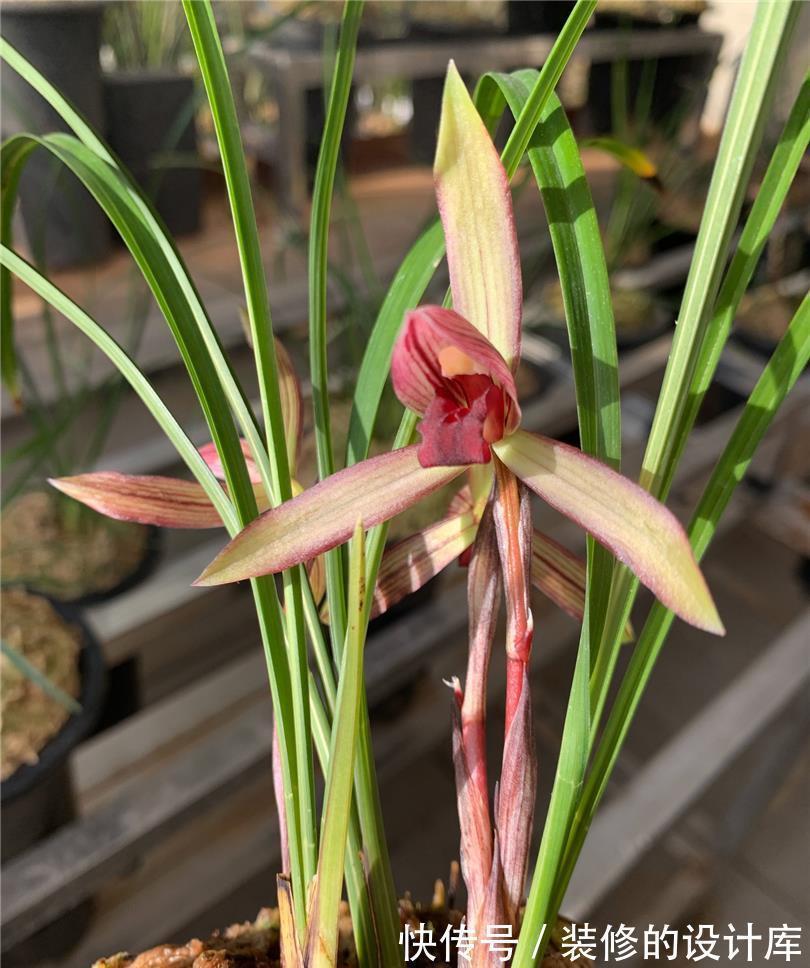 国色天香滇红素，从乡村野草到如今备受瞩目，无需春化还好养