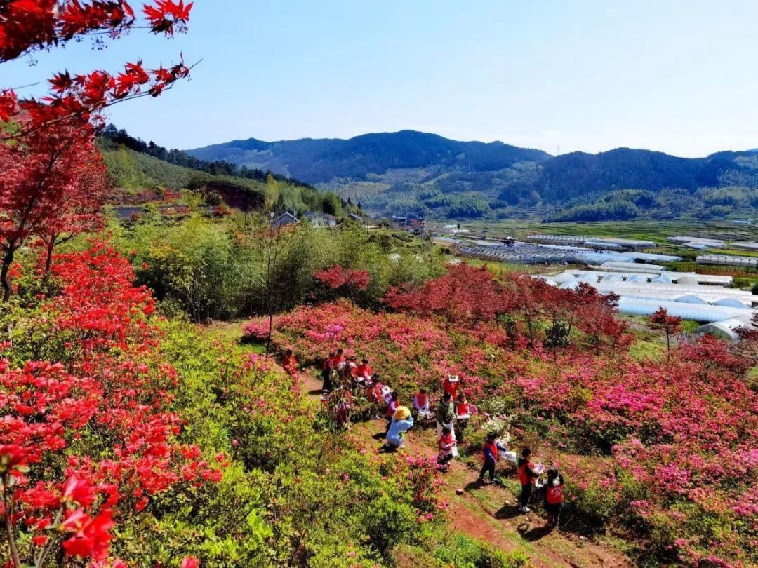 满山杜鹃开，人间芳菲地，这个春天相约云上高坪！