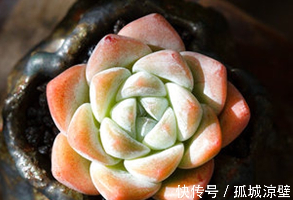 当气质出尘的雪莲遇上它们,就有了风姿各异的多肉,看看你有哪种