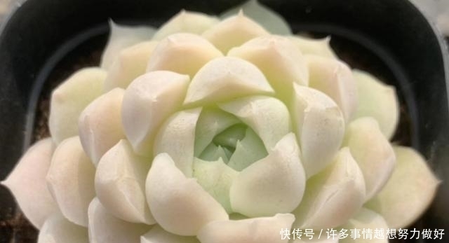 网上买多肉,什么样的多肉比较好?这个问题我跟大家有不同的看法