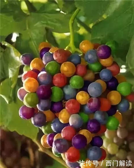 你绝对没见过的奇特的瓜果蔬菜！大开眼界！