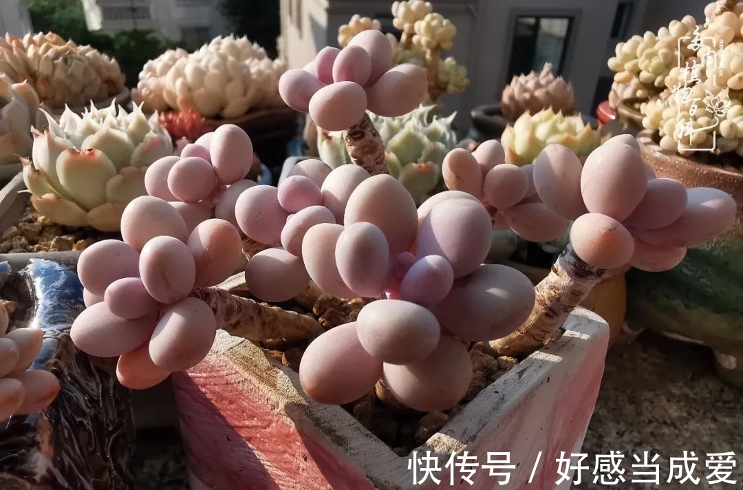 治愈之“肉”:愿所有的养肉人都被这些“胖子们”治愈