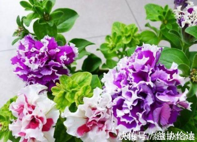 茉莉花|养花就养个花期长的,花大色艳,花团锦簇,比牡丹还美