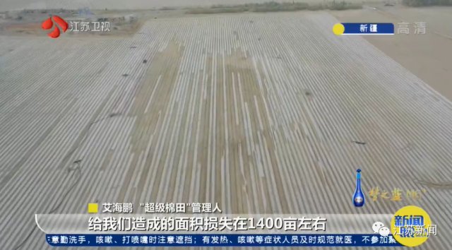 3000亩棉田，两个人自己种自己管！他们能做到吗？