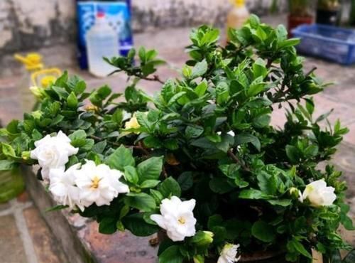 栀子花就是个老酒鬼，用了啤酒叶子更绿，开花洁白香味清新