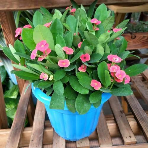 别看虎刺梅浑身刺，但易成活花量大，养好了能开到秋天