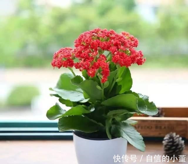 简单|今年的长寿花一直在消苞,别慌,简单几步教给你,开花爆盆不见叶