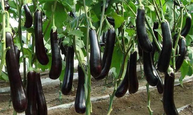 改善便秘|爱美女性爱吃3种食物,美容养颜,排毒嫩肤,改善便秘