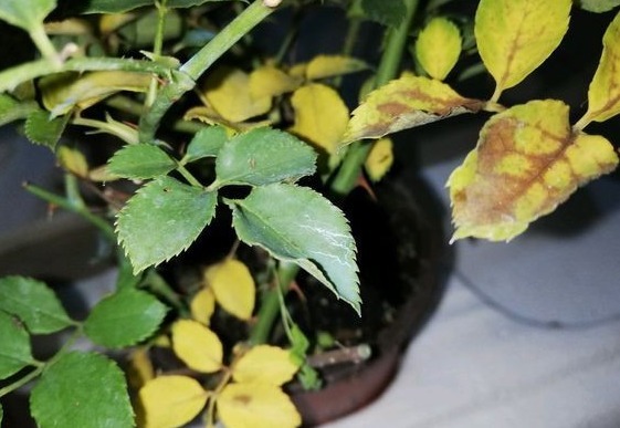 新手月季种植手册，修剪、病害防治等教程，种月季不再难