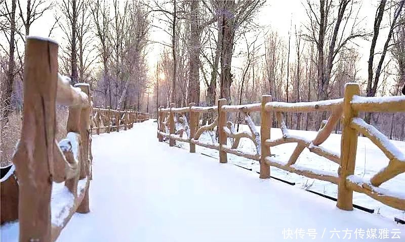 胡杨林|金塔下雪了，我们一起去金塔沙漠胡杨林踏雪可好