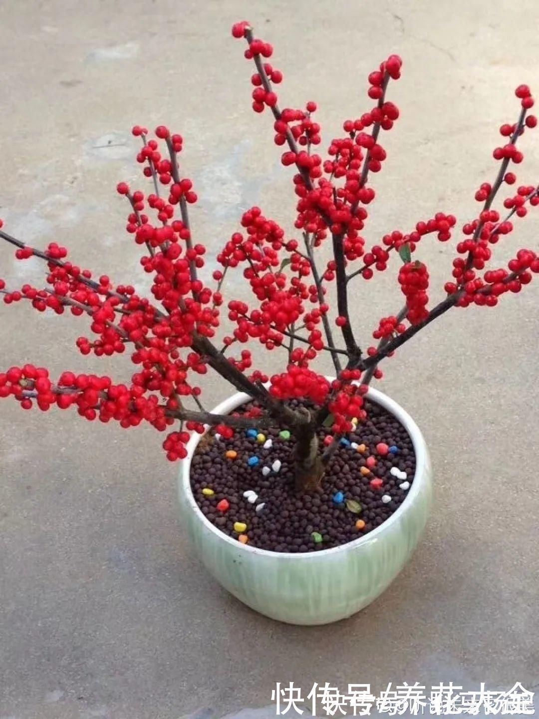 柴烧|农村当柴烧的花,原来可以当盆景,给一千块也不卖