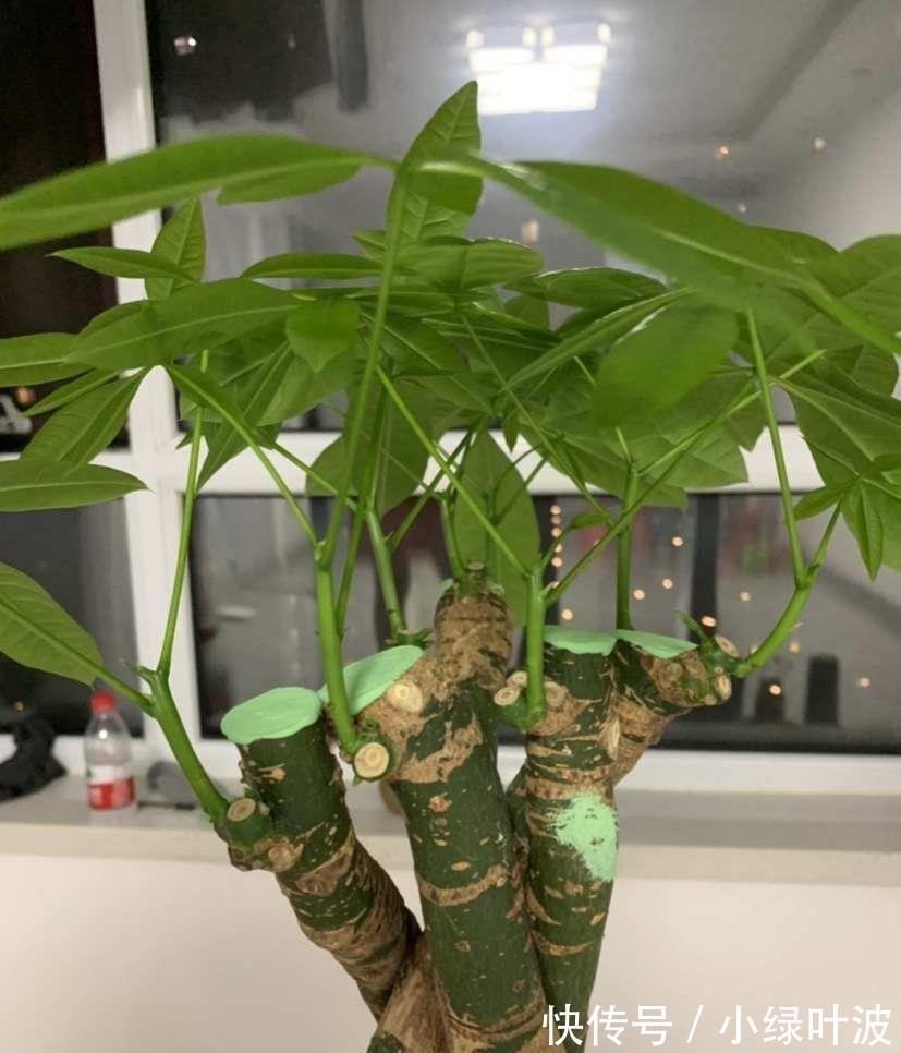 啤酒|橡皮树发财树用它浇一浇，叶子干净闪亮，天热也会蹭蹭长！