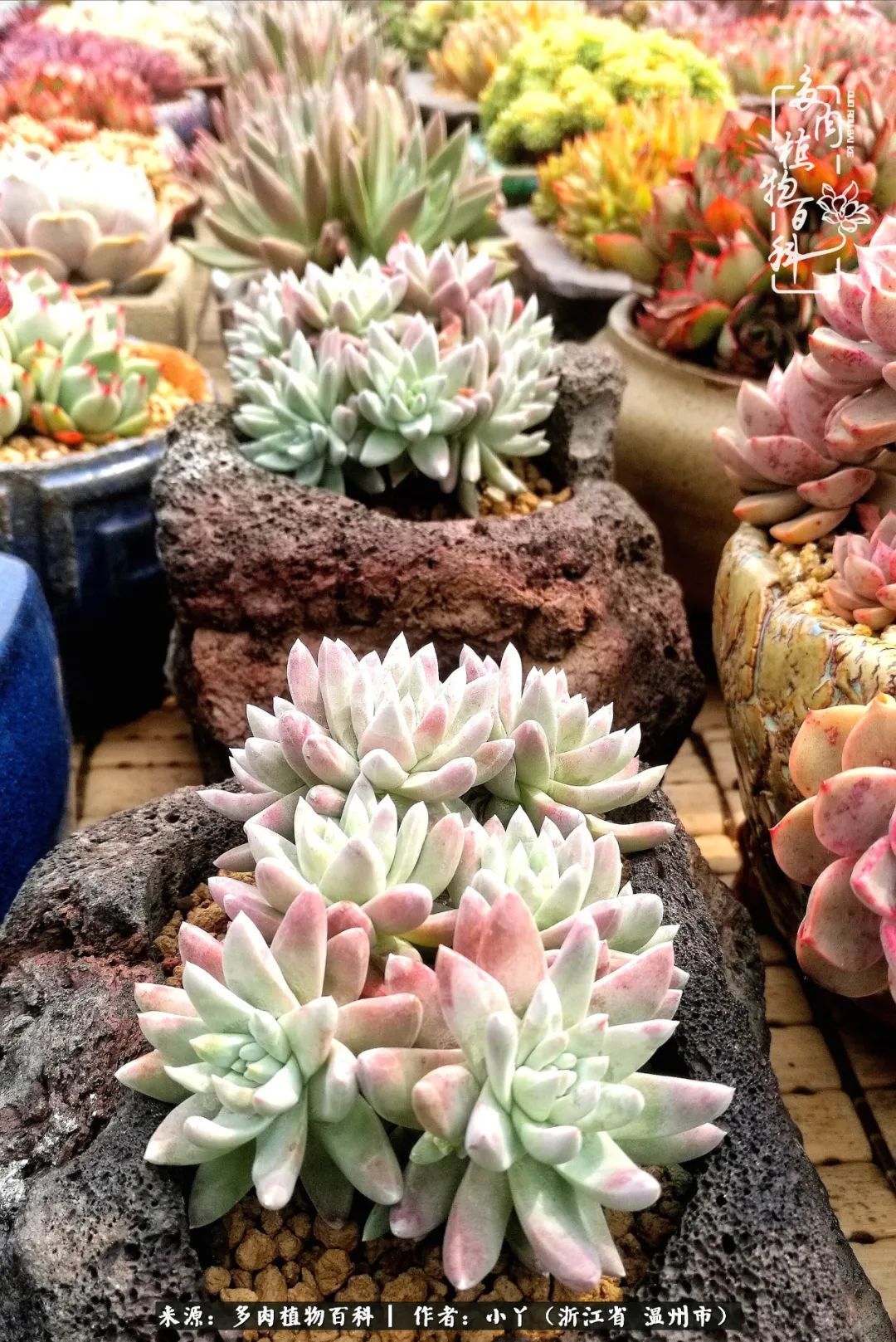 祖上无院家里无矿，一腔浪漫情怀付诸楼顶造花！