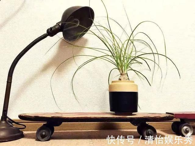 养护|8种“丑花”，个个都有好兆头，家里养几盆，镇宅吉祥，越养越爱