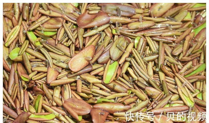 莼菜莼菜|冬天很有营养的3种食物,要学会做着吃,美容养颜,滋润身体!