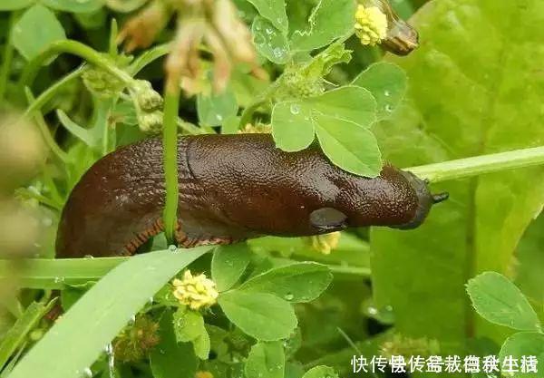 鸡蛋壳你不要都给我,鸡蛋壳的8种养花秘诀!