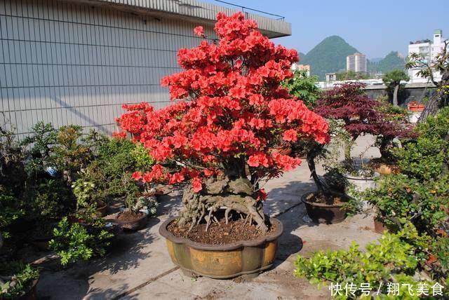 盆景大咖说玩盆景少不了玩根,那么盆景桩头的根系造型有哪些