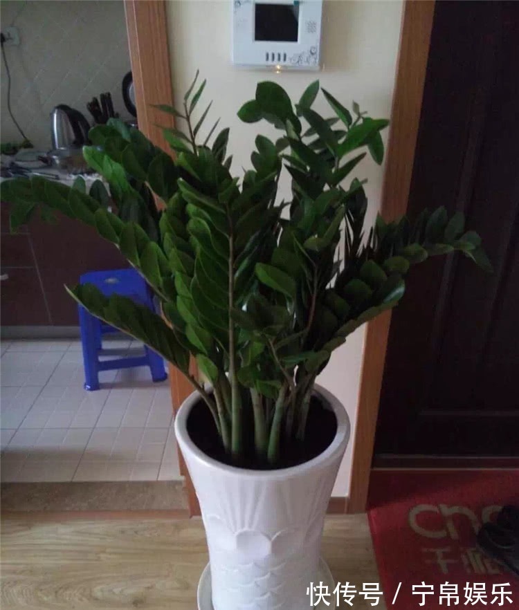 盆栽金钱树,牢记4诀窍,金钱树猛长不停,油绿发亮,财运旺!