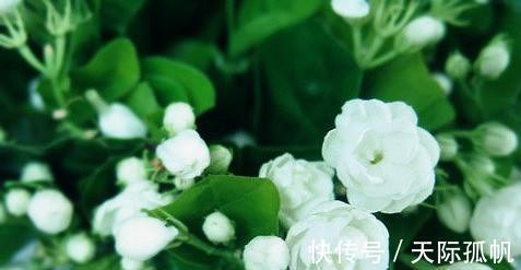 家里养上几种花,比绿萝还好养,有助改善睡眠,是家庭盆栽佳品