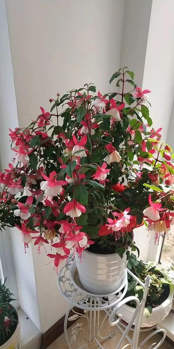 仙客来|被称为“夏必死”的8种花,我却喜欢买一些,因为能“省”不少钱