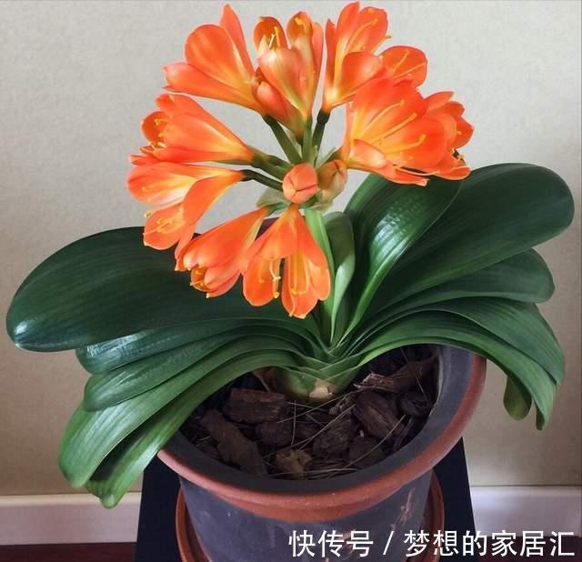 君子兰这样养，不黄叶不烂根，叶绿花艳，开花多