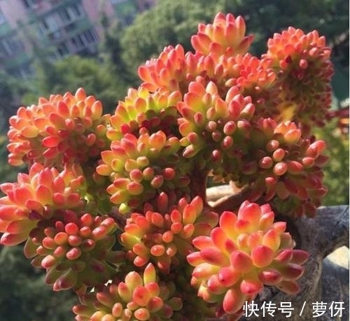 多肉乙女心,好看又好养,学会扦插法,一盆变多盆!