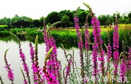 薰衣草|形似柳叶,犹如湖畔迷路的薰衣草,不要去破坏