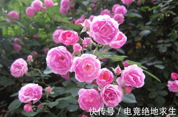 修剪月季有哪些好处，月季为什么需要修剪呢