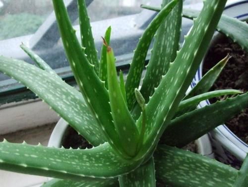 养花想偷懒就选5种“懒人花”，长时间不管也不会挂掉