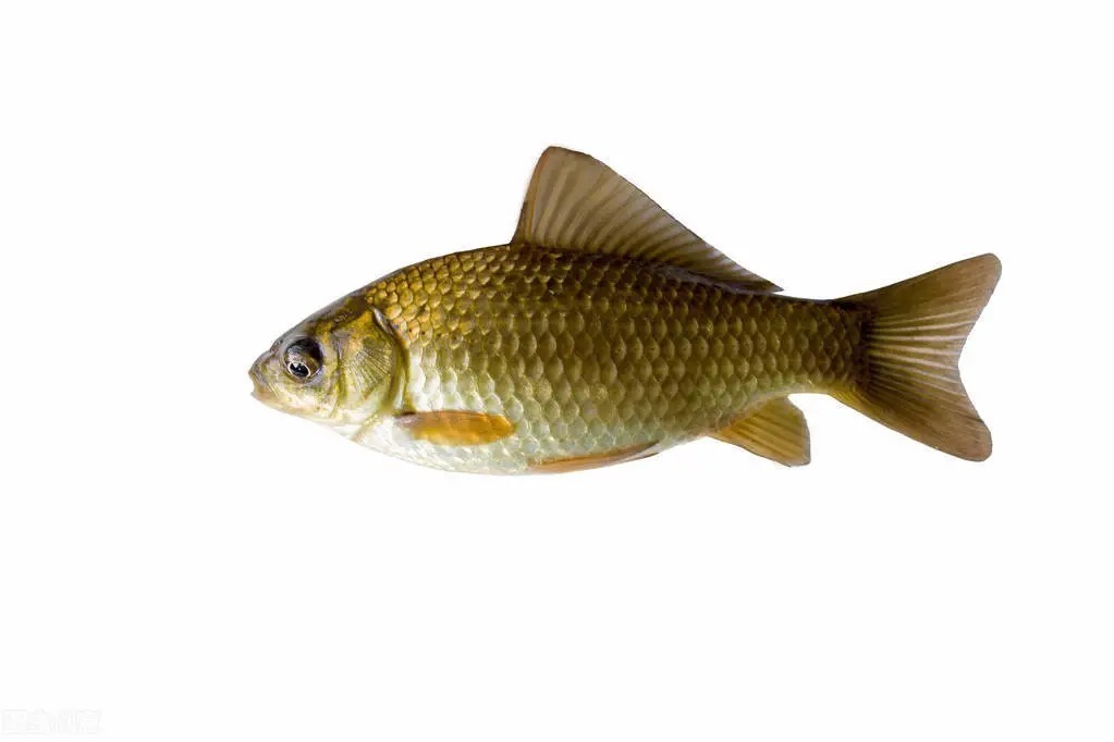 钓友|冬季钓鲫鱼什么饵料好?这3种饵料试试看,冬季钓鲫鱼效果不错