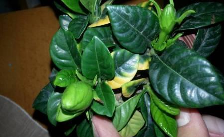 金桂|几种植物全身“飘香”,香味经久不散,家里摆上一盆,生活更舒适