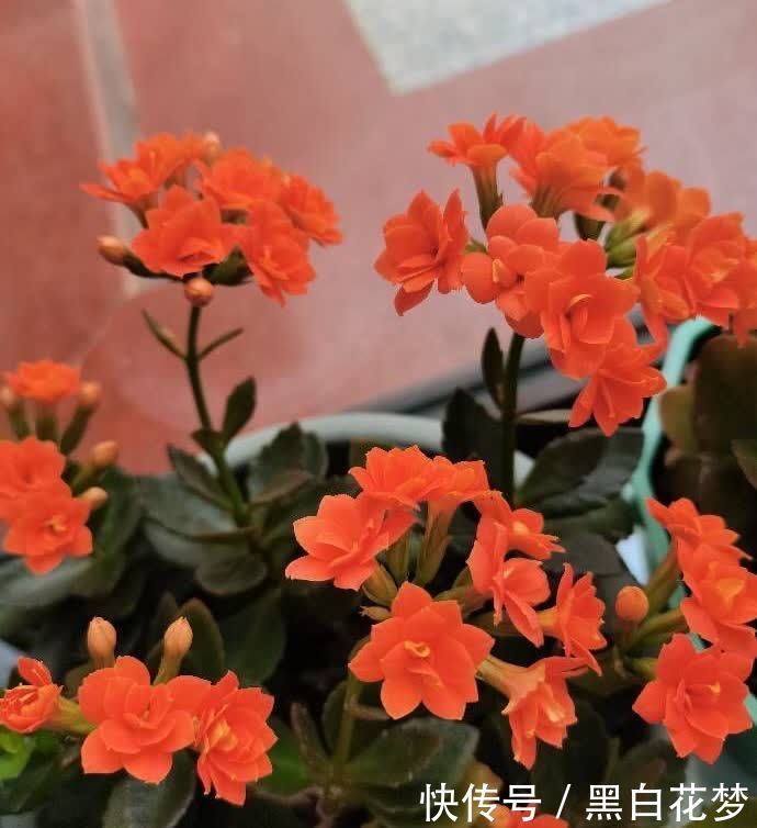 有5种花,很好养很勤花很优秀,种阳台露台上非常美