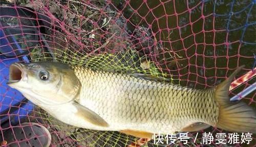 知识|涨知识:从鱼嘴的“朝向”说调漂,如何调漂中鱼率高?先看鱼嘴!