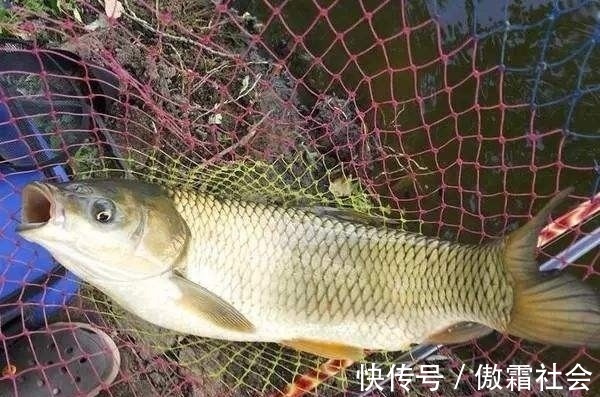钓鱼|用袖钩钓鱼总跑鱼不了解袖钩的用途,鱼口再好也难入篓