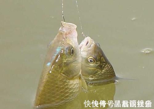 涨水|钓鲫鱼涨水和落水时选择钓点，依据下面2点就行了