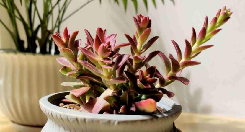 怎么将多肉火祭养得“红红火火”?注重这些技巧,不难