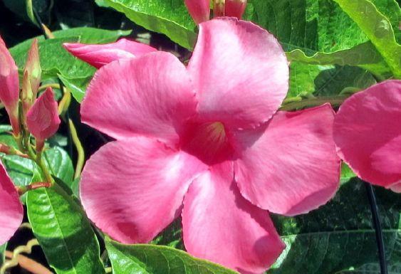 适合阳台养护的几款花卉，四季有花开，花香四溢飘满屋